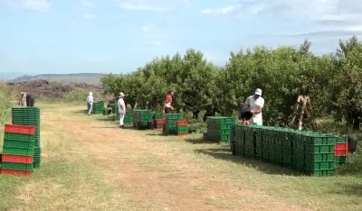 Ostvareno 30 procenata ovogodi&scaron;njeg plana berbe breskve, cilj je opskrbiti domaće trži&scaron;te dobrom robom