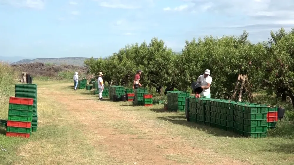 Ostvareno 30 procenata ovogodi&scaron;njeg plana berbe breskve, cilj je opskrbiti domaće trži&scaron;te dobrom robom