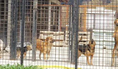 Savjet za za&scaron;titu životinja: &Scaron;to prije stavi pod kontrolu situaciju u&nbsp;Skloni&scaron;tu za napu&scaron;tene kućne ljubimce