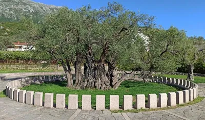 Zbog nesavjesnog djelovanja posjetilaca zabranjen pristup zelenom području u okviru spomenika prirode,,Stara maslina&rdquo;
