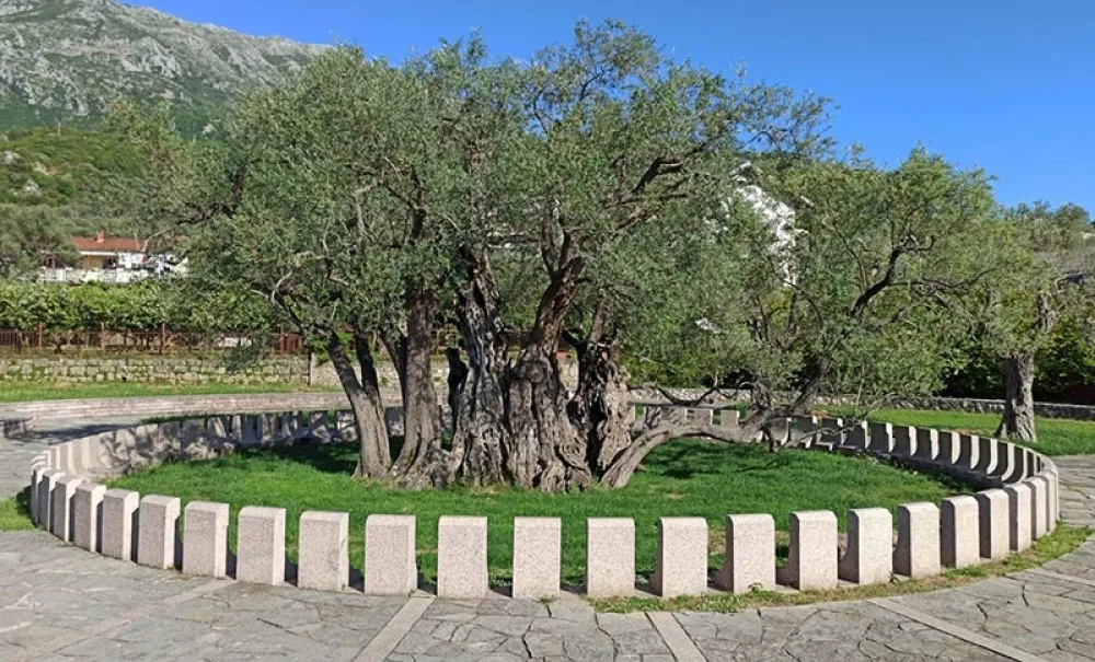 Zbog nesavjesnog djelovanja posjetilaca zabranjen pristup zelenom području u okviru spomenika prirode,,Stara maslina&rdquo;