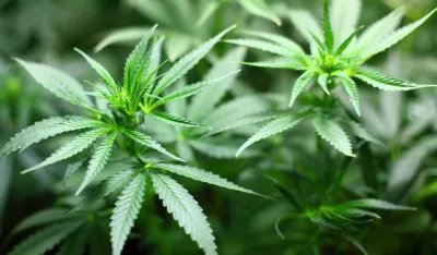 Nakon legalizacije&nbsp;u Njemačkoj cvjeta industrija kanabisa