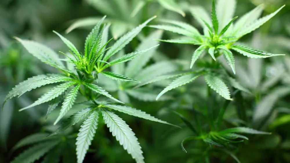 Nakon legalizacije&nbsp;u Njemačkoj cvjeta industrija kanabisa