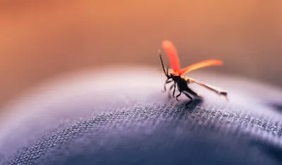 Novi virus u Evropi: Prenosi ga jedna vrsta komarca