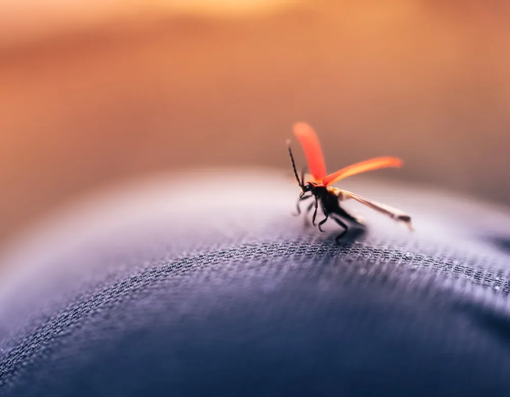 Novi virus u Evropi: Prenosi ga jedna vrsta komarca
