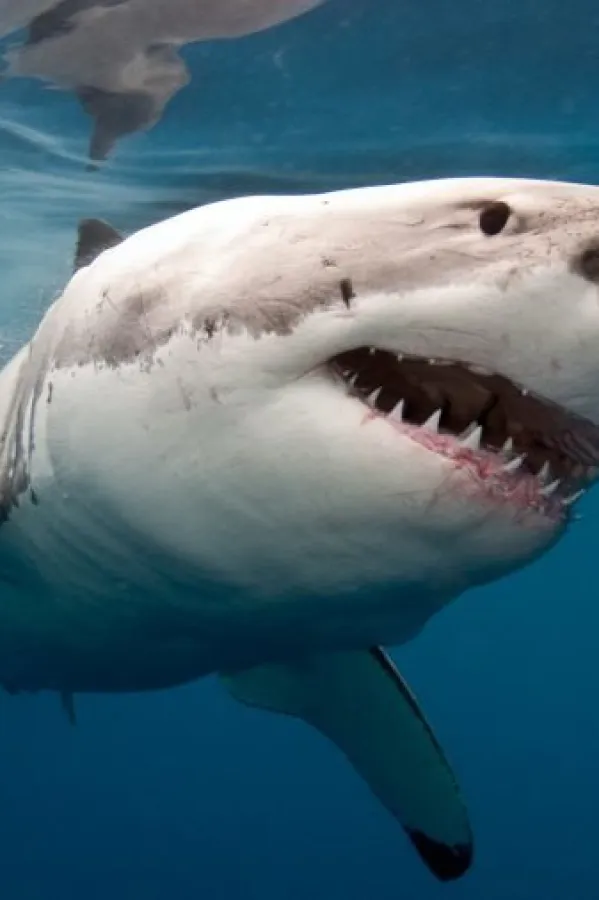 Napad ajkule na Floridi, mu&scaron;karac te&scaron;ko povrijeđen