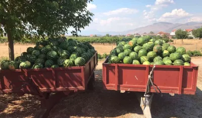 Od 20 proizvođača očekuјu 3.000 tona lubenice