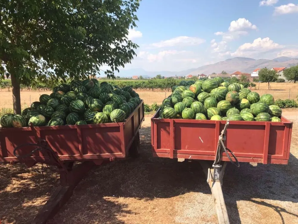 Od 20 proizvođača očekuјu 3.000 tona lubenice