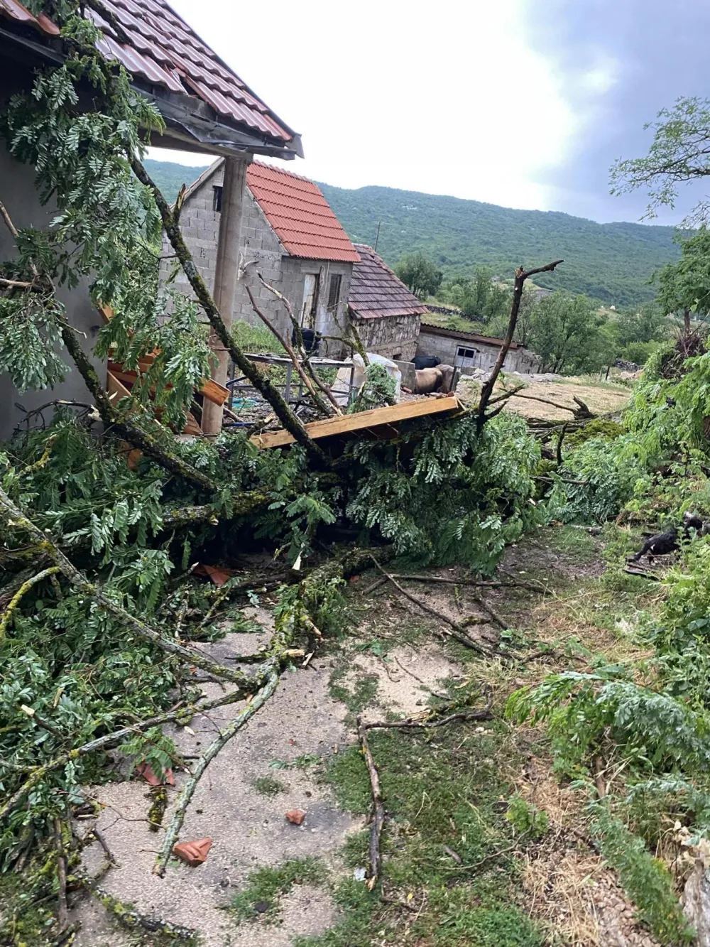 (FOTO) Nevrijeme kod Nik&scaron;ića: Olujni vjetar o&scaron;tetio krovove kuća, čupao drveća