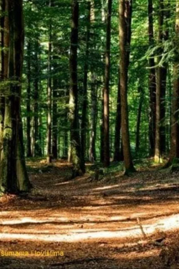 Javni poziv za sanitarne sječe u 2024. godini