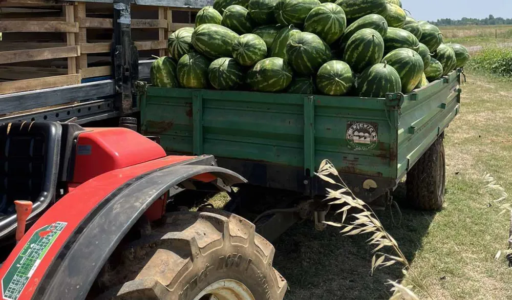 Proizvođači se žale na niske otkupne cijene: U Tuzima kilogram lubenice osam centi