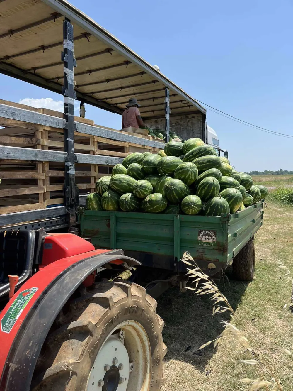 Proizvođači se žale na niske otkupne cijene: U Tuzima kilogram lubenice osam centi