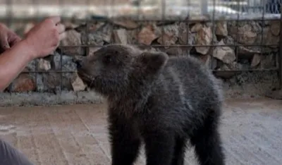 Meče koje je vraćeno u prirodu