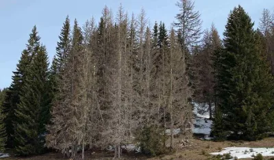 Su&scaron;i se preko 200 hektara &scaron;ume