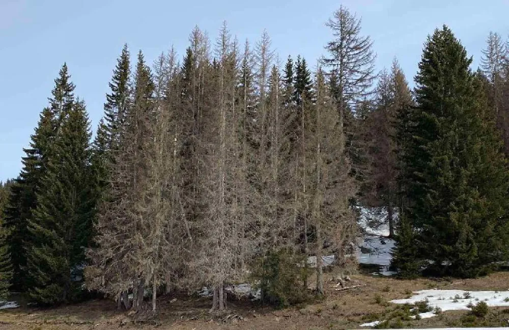 Su&scaron;i se preko 200 hektara &scaron;ume