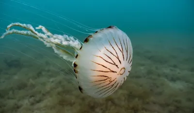 U Jadranu se pojavile kompas meduze