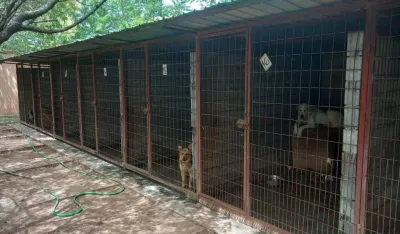  Čistoća: Od parvo virusa uginula 23 &scaron;tenca