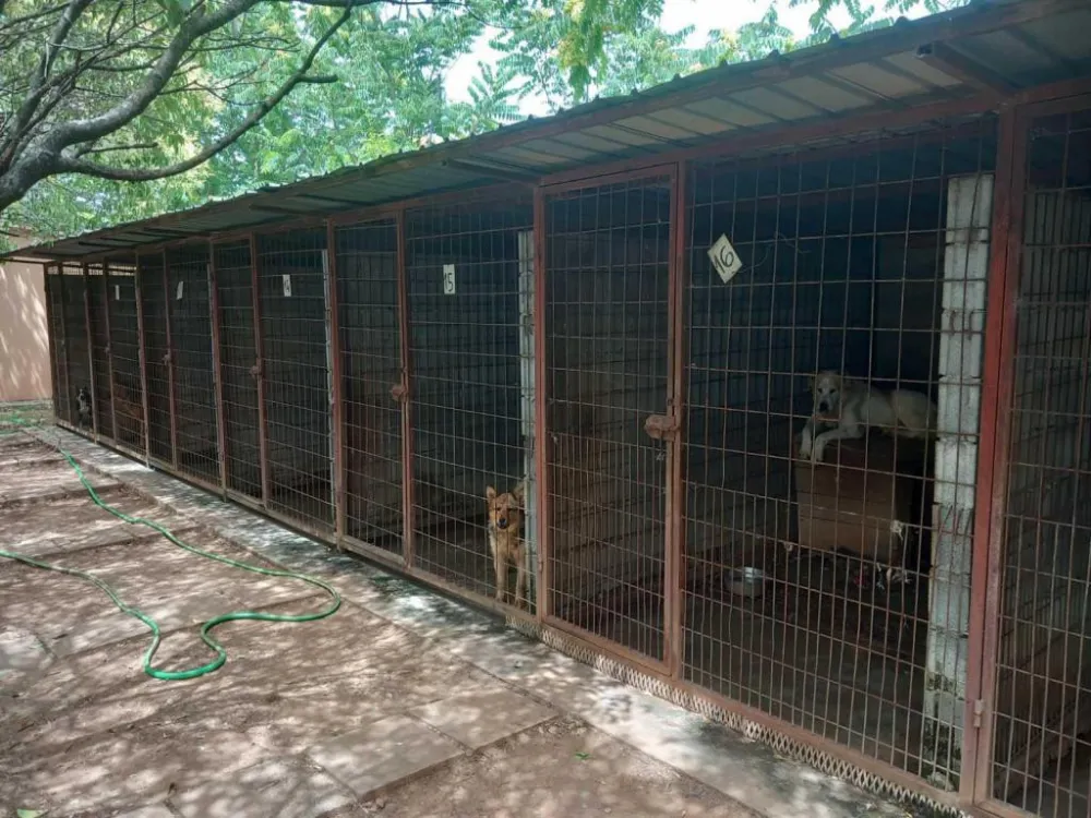  Čistoća: Od parvo virusa uginula 23 &scaron;tenca