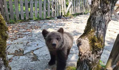 Spasio meče iz jame, pa pozvan u policiju