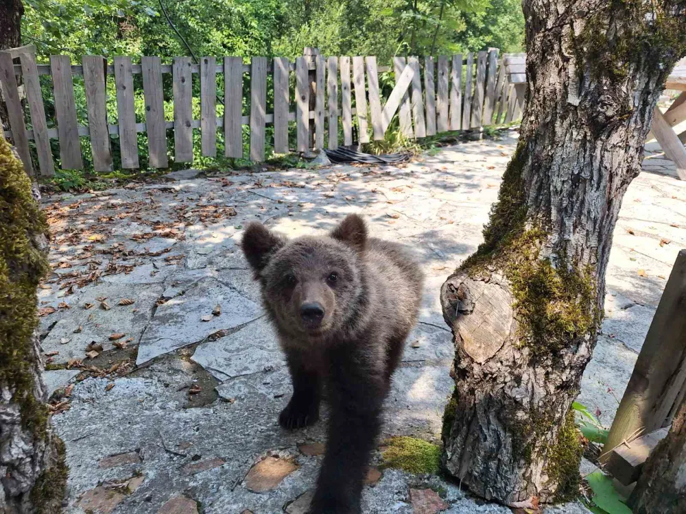 Spasio meče iz jame, pa pozvan u policiju