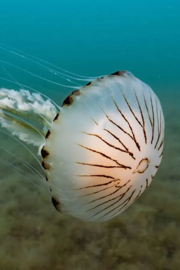 Sve je vi&scaron;e meduza na Jadranu: Vole toplo more, a vrućine dugotrajne