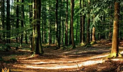 Sindikat&nbsp;Uprave za gazdovanje &scaron;umama i lovi&scaron;tima: Apel poslanicima da uvaže struku&nbsp;