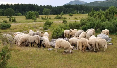Glavni grad podržao 46 stočara sa 17,6 hiljada eura