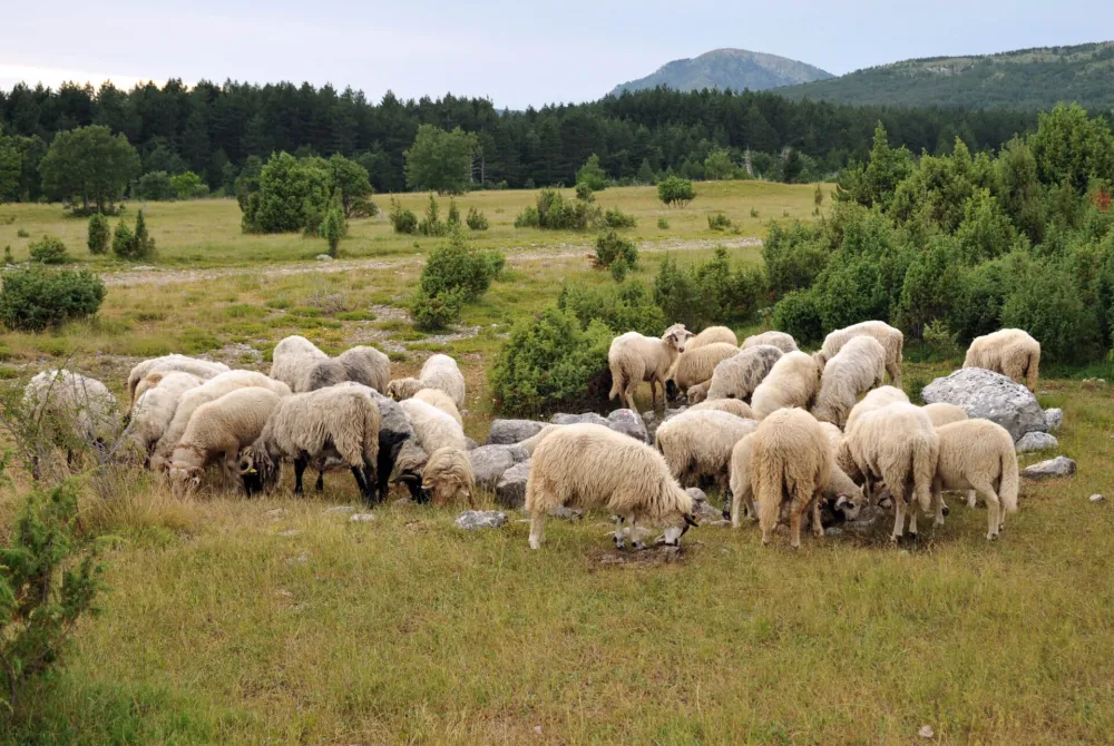 Glavni grad podržao 46 stočara sa 17,6 hiljada eura