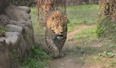 Leopard napao dvije osobe u vojnoj bazi
