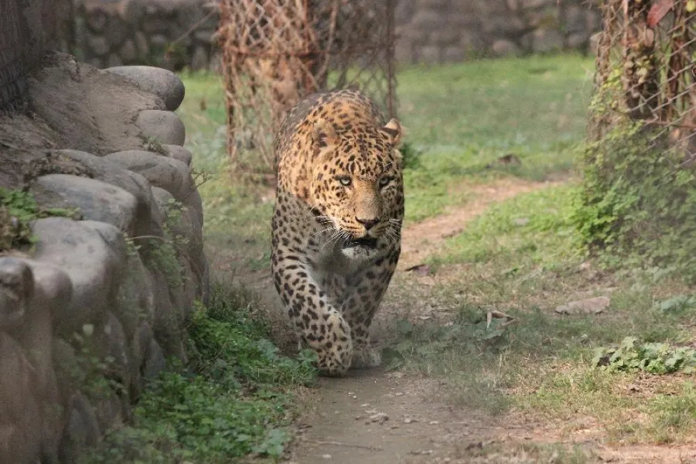 Leopard napao dvije osobe u vojnoj bazi