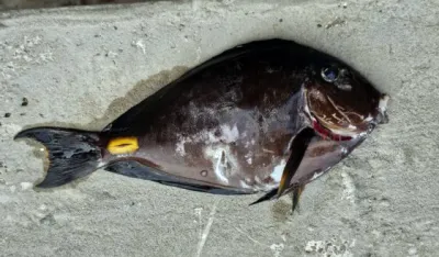 Hrvatska: Pojavila se riba koja ranije nije viđena u Jadranu