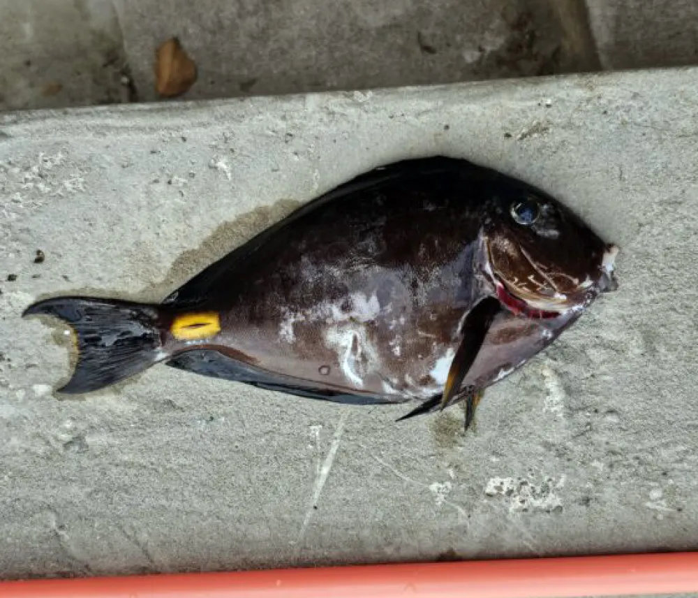 Hrvatska: Pojavila se riba koja ranije nije viđena u Jadranu