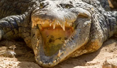 (VIDEO) Krokodil pronađen pored zgrada u Sofiji
