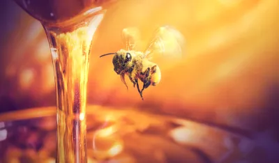 Planiraju brendiranje meda i uspostavljanje sistema "žiga kvaliteta" i "fair trade"