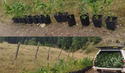 Državljanin Srbije uhap&scaron;en u Pljevljima, u kući uzgajao marihuanu