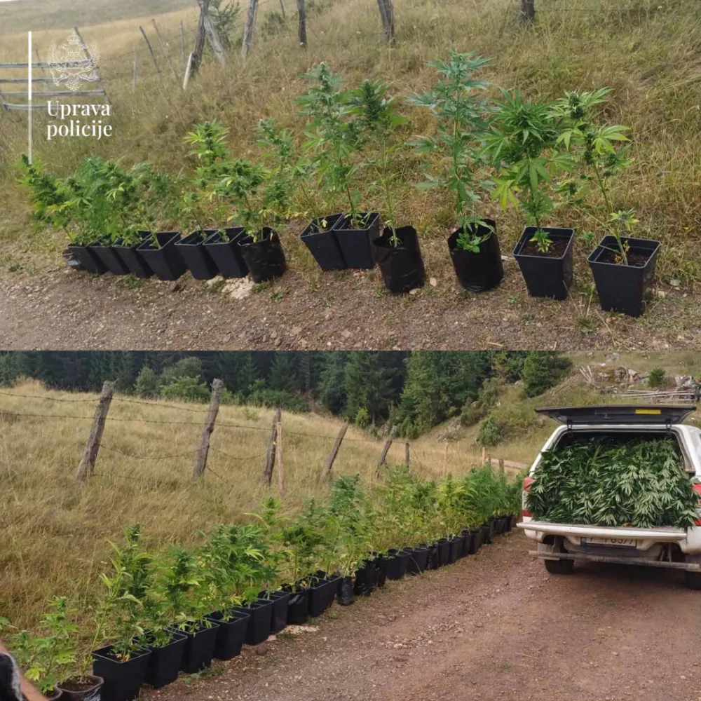 Državljanin Srbije uhap&scaron;en u Pljevljima, u kući uzgajao marihuanu