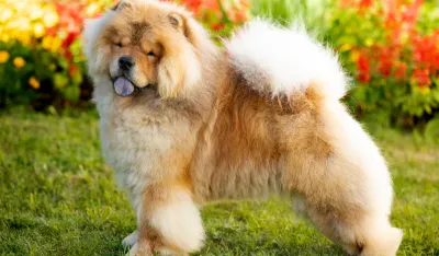 Simptomi alergija kod pasa i koje su im rase sklone