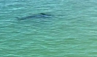 Sabljarka napravila pometnju na plaži