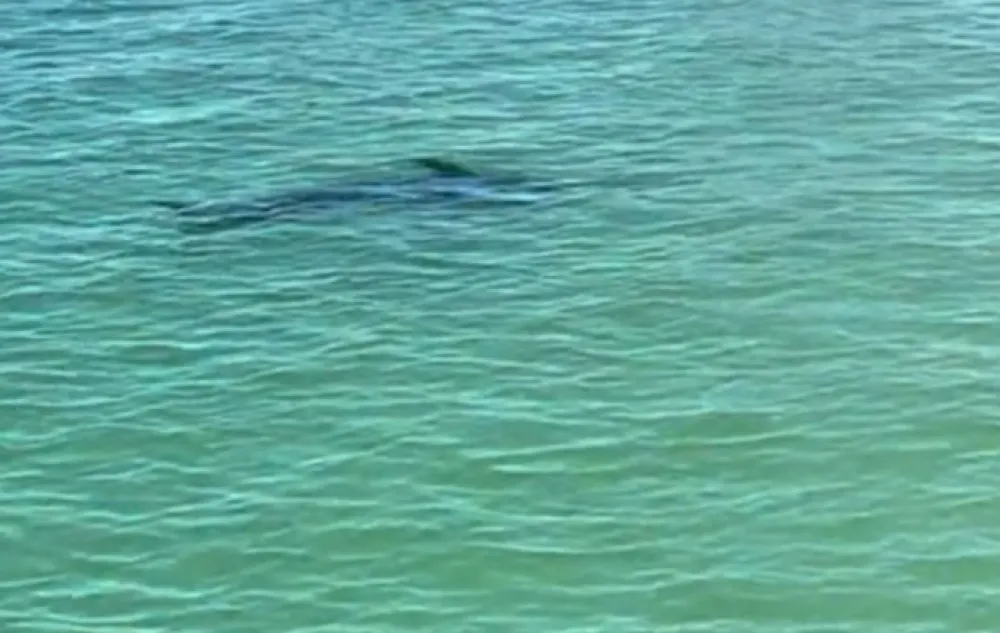 Sabljarka napravila pometnju na plaži