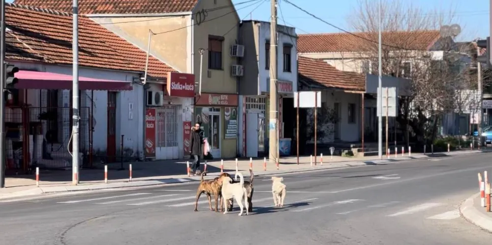 Na javnoj raspravi odlučeno: Domaćinstvo u Zeti može imati najvi&scaron;e tri psa