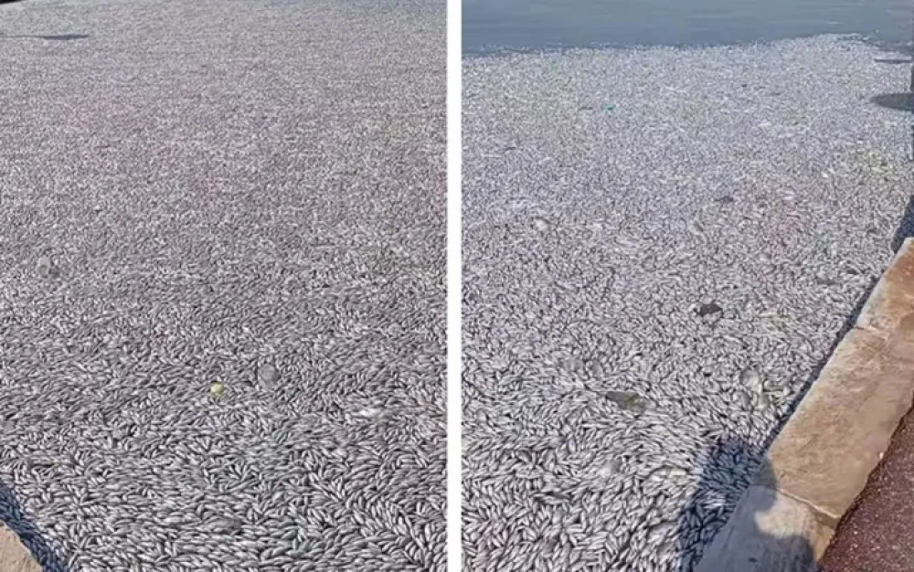 Foto: Facebook/dema.skebe