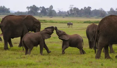 Namibija odobrila ubijanje vi&scaron;e stotina životinja da bi nahranila ljude pogođene su&scaron;om