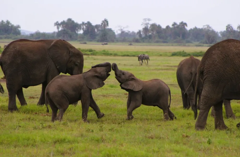 Namibija odobrila ubijanje vi&scaron;e stotina životinja da bi nahranila ljude pogođene su&scaron;om
