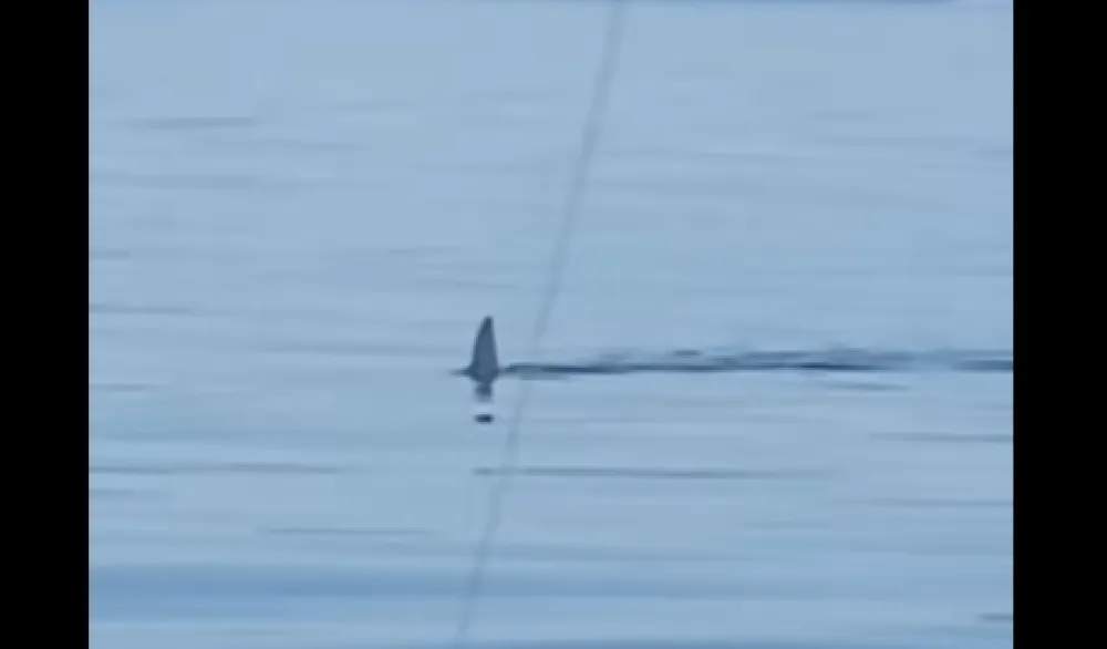 (VIDEO) Ajkula uočena u Jadranskom moru između Pelje&scaron;ca i Ploča