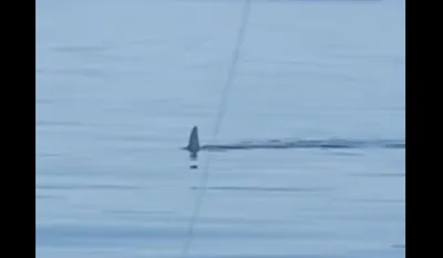 (VIDEO) Ajkula uočena u Jadranskom moru između Pelje&scaron;ca i Ploča