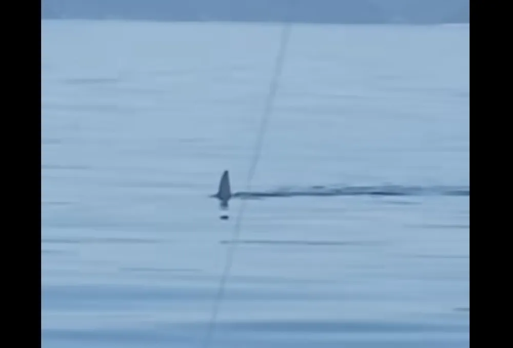 (VIDEO) Ajkula uočena u Jadranskom moru između Pelje&scaron;ca i Ploča