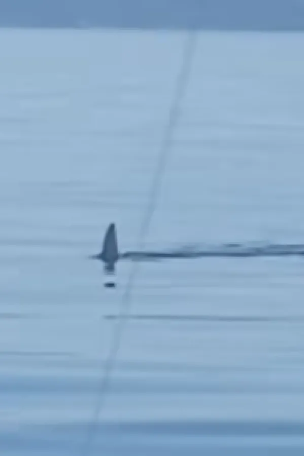 (VIDEO) Ajkula uočena u Jadranskom moru između Pelje&scaron;ca i Ploča