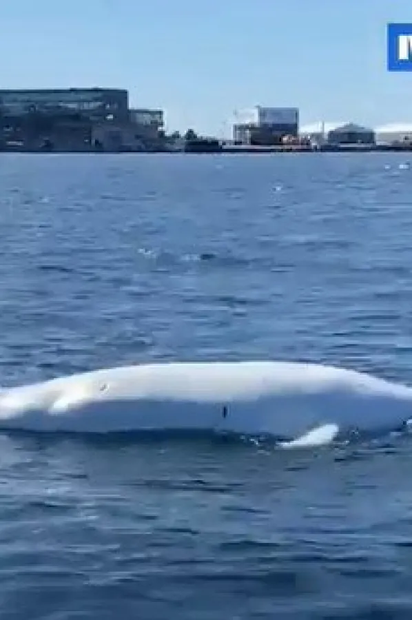 (VIDEO) Pronađeno tijelo kita za koga se sumnja da je prikupljao podatke za Rusiju