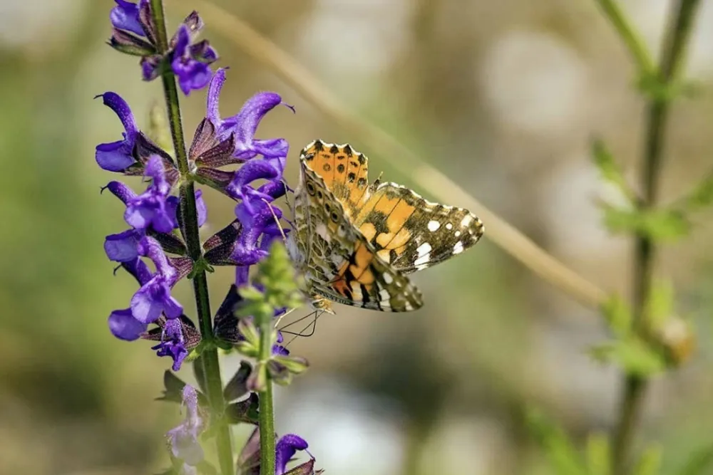 Žalfija može da pomogne kod prekomjernog znojenja