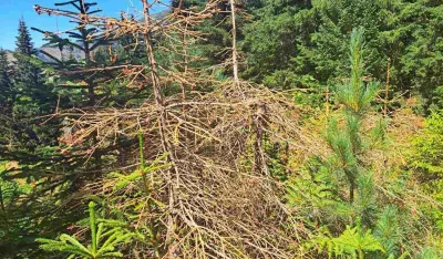 Mjere zakasnile, potkornjak brži od reakcije države